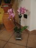 IMG_4051.jpg