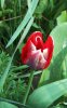 Fiori_083-tulipano.jpg