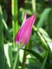 Fiori_084-tulipano.jpg