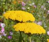 3408-achillea-filipendulina.jpg