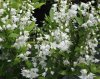 deutzia-gracilis.jpg