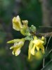 Caragana arborescens 'Pendula' (060330e).jpg