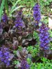 Fiori_0102ajuga.jpg