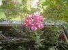pianta-balcone-fiori.jpg