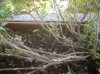 pianta-balcone-rami.jpg