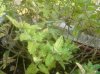 pianta-balcone-foglie.jpg