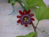 Passiflora alata.jpg