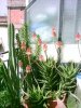 Aloe x delaetii 31-5-06.jpg