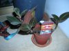 DSCN5839.jpg DSCN5839.jpg
