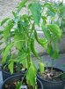 14 - Peperoncino - 19-08-2010.jpg