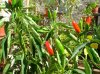 20 - Peperoncini - 29-09-2010.jpg