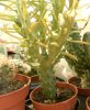 euphorbia clava.jpg