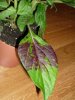 foglia celosia.jpg