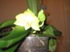 phal gialla fior 01 (4).jpg