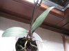 phal gialla 4.jpg