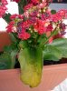 kalanchoe ragnetto.jpg
