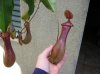 Nepenthes particolare Ascidio.jpg