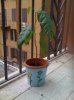 albero-.jpg