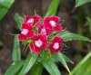 Fiori_0109dianthus.jpg