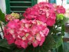 Fiori_0110ortensia.jpg