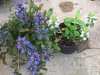 Fiori_0111ajuga.jpg
