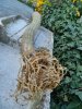 DSCN6589.jpg
