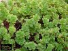 sedum_spatulifolium.jpg