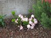 azalea sachsenstern rid.jpg