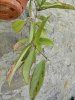 DSCN6601.jpg DSCN6601.jpg