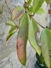 DSCN6603.jpg DSCN6603.jpg