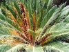 cycas  revoluta ingiallimento da carenza minerale.jpg