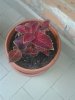 IMG-20140421-WA0010.jpg