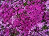 Phlox 1.jpg