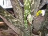 Gasteria Verrucosa.jpg