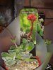 Crassula Coralita.jpg