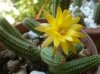 chamaecereus (3) - Copia.jpg