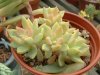 Sedum_adolphii.jpg