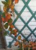 DSC_0013 res 1.jpg