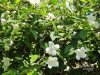 Fiori_129-philadelphus.jpg