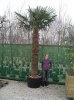Trachycarpus fortunei-160L-200 to 220 tr.jpg