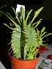 Euphorbia pulvinata.jpg