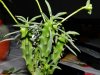 Euphorbia clava.jpg