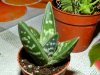 Aloe variegata.jpg