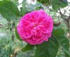 Fiori_134rosa-antica.jpg