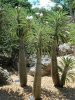 Pachypodium-lamerei-Old.jpg