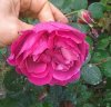 Rose a Parfum de l'Hay.jpg