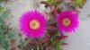 100_1631.jpg