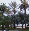 palme1.JPG