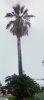 palme2.JPG