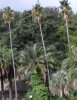 palme8.JPG